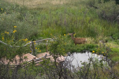 A deer visits the Meadow Pond